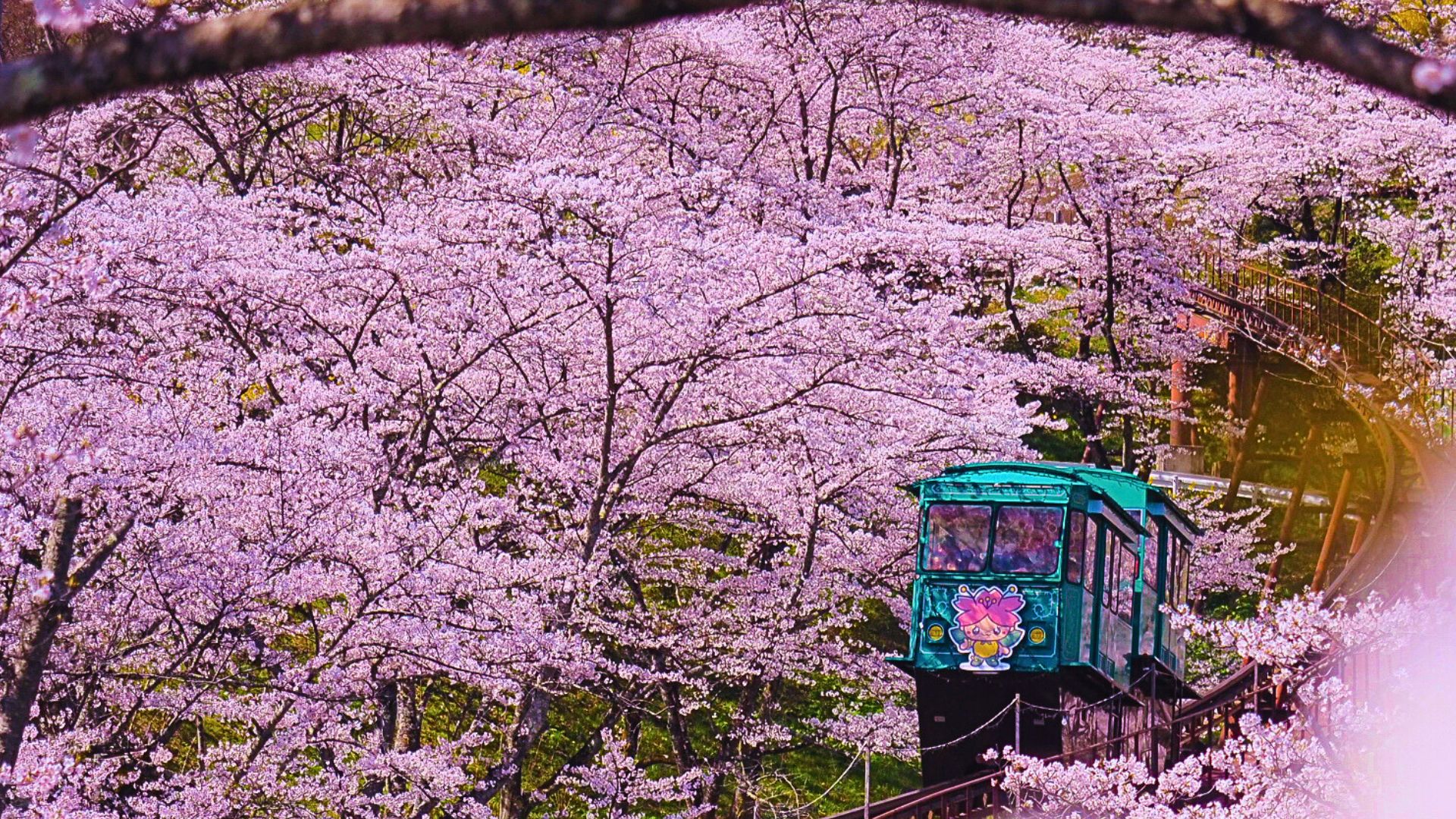輕鬆賞櫻團櫻花秘境